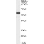 Biotinylated abx431880 (0.3 µg/ml) staining of HeLa lysate (35 µg protein in RIPA buffer). Primary incubation was 1 hour. Detected by chemiluminescence, using streptavidin-HRP and using NAP blocker as a substitute for skimmed milk.