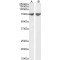 C-Jun-Amino-Terminal Kinase-Interacting Protein 1 / JIP1 (MAPK8IP1) Antibody