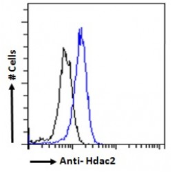 Histone Deacetylase 2 (HDAC2) Antibody