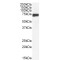 Max-Binding Protein MNT (MNT) Antibody