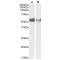 Lymphocyte Activation Gene 3 Protein (LAG3) Antibody
