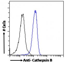 Cathepsin B (CTSB) Antibody