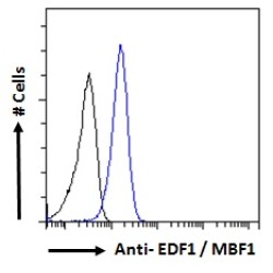 Endothelial Differentiation-Related Factor 1 (EDF1) Antibody