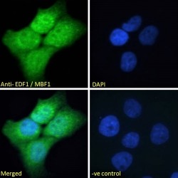Endothelial Differentiation-Related Factor 1 (EDF1) Antibody