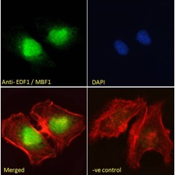 Endothelial Differentiation-Related Factor 1 (EDF1) Antibody