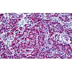 Endothelial Differentiation-Related Factor 1 (EDF1) Antibody