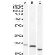 abx433593 (0.5 µg/ml) staining of HEK293 (A), HeLa (B) and (1 µg/ml) NIH3T3 (C) Nuclear cell lysate (35 µg protein in RIPA buffer). Detected by chemiluminescence.