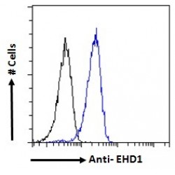 EH Domain Containing 1 (EHD1) Antibody