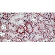 IHC-P analysis of Human kidney tissue, using Hyaluronidase-2 (HYAL2) Antibody (3.8 µg/ml).