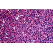 IHC-P analysis of Human tonsil tissue, using Securin (PTTG1) Antibody (2.5 µg/ml).