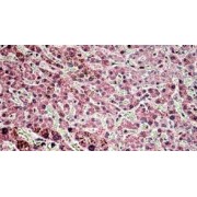 IHC-P analysis of Human liver tissue, using Golgin Subfamily A Member 4 (GOLGA4) Antibody (3.8 µg/ml).