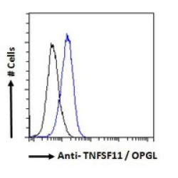 Tumor Necrosis Factor Ligand Superfamily Member 11 / RANKL (TNFSF11) Antibody