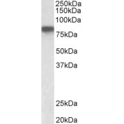 WB analysis of placenta lysate (35 µg protein in RIPA buffer), using Hemopexin (HPX) Antibody (0.1 µg/ml).
