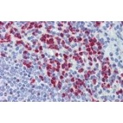 IHC-P analysis of Human spleen tissue, using Ras Association Domain Family Member 2 (RASSF2) Antibody (3.75 µg/ml).