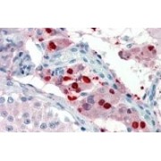 IHC-P analysis of Human testis tissue, using Zinc Finger And BTB Domain-Containing Protein 7B (ZBTB7B) Antibody (3.8 µg/ml).