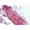 Ankyrin-3 (ANK3) Antibody