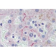 abx433646