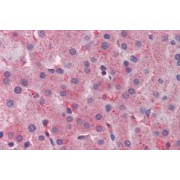 IHC-P analysis of Human liver tissue, using Apolipoprotein C3 (APOC3) Antibody (3.8 µg/ml).