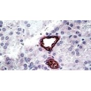 IHC-P analysis of Human kidney tissue, using Solute Carrier Family 12 Member 1 (SLC12A1) Antibody (3.8 µg/ml).