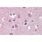 Reticulon-4 (RTN4) Antibody