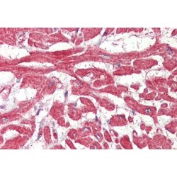 Fatty Acid Binding Protein 7, Brain (FABP7) Antibody