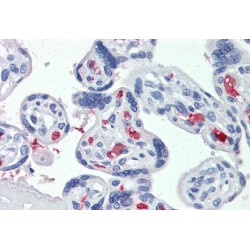 C-Type Lectin Domain Family 2 Member D5 (CLEC2D) Antibody