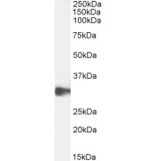 WB analysis of extracts of U937 cell lysate (35 µg protein in RIPA buffer), using C-Type Lectin Domain Family 2 Member D5 (CLEC2D) Antibody (0.3 µg/ml).
