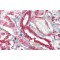 Tumor Necrosis Factor Ligand Superfamily Member 13 / CD256 (TNFSF13) Antibody