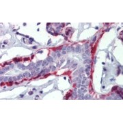 IHC-P analysis of Human breast tissue, using Calponin 1 (CNN1) Antibody (3.8 µg/ml).
