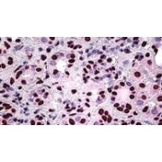 IHC-P analysis of Human kidney tissue, using Splicing Factor, Proline- And Glutamine-Rich (SFPQ) Antibody (3.8 µg/ml).