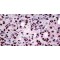 Splicing Factor, Proline- And Glutamine-Rich (SFPQ) Antibody