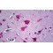 Ephrin A5 (EFNA5) Antibody