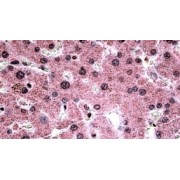 IHC-P analysis of Human liver tissue, using Transcriptional Activator Myb (MYB) Antibody (3.75 µg/ml).