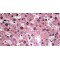 Transcriptional Activator Myb (MYB) Antibody