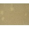 Doublecortin (DCX) Antibody