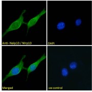 IF analysis of NIH3T3 cells, NACHT, LRR And PYD Domains-Containing Protein 10 (Nlrp10) Antibody (10 µg/ml) followed by AF488 secondary antibody (2 µg/ml) showing cytoplasmic staining. The nuclear stain is DAPI (blue). Negative control: Unimmunized goat IgG (10 µg/ml) followed by AF488 secondary antibody (2 µg/ml).