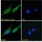 NACHT, LRR And PYD Domains-Containing Protein 10 (Nlrp10) Antibody