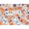 Furin (FURIN) Antibody
