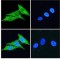 Prominin-1 (PROM1) Antibody