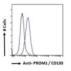 Prominin-1 (PROM1) Antibody