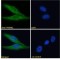 Prominin-1 (PROM1) Antibody