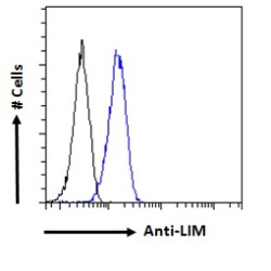 LIM Domain Only Protein 3 (LMO3) Antibody