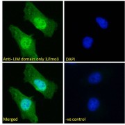 IF analysis of HeLa cells, using LIM Domain Only Protein 3 (LMO3) Antibody (10 µg/ml) followed by AF488 secondary antibody (2 µg/ml) showing nuclear and cytoplasmic staining. The nuclear stain is DAPI (blue). Negative control: Unimmunized goat IgG (10 µg/ml) followed by AF488 secondary antibody (2 µg/ml).