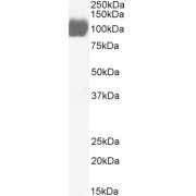 Western blot analysis of recombinant hACE2 (1 µg protein in PBS, pH 7.4) antibody (1 µg/ml).