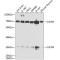 Chemokine C-X-C-Motif Receptor 4 (CXCR4) Antibody