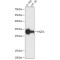 NAD(P)H Dehydrogenase, Quinone 1 (NQO1) Antibody