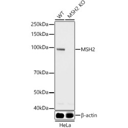 DNA Mismatch Repair Protein Msh2 (MSH2) Antibody