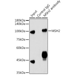 DNA Mismatch Repair Protein Msh2 (MSH2) Antibody
