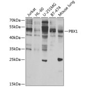 Western blot analysis of extracts of various cell lines using PBX1 Antibody (1/1000 dilution).