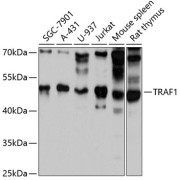 Western blot analysis of extracts of various cell lines using TRAF1 Antibody (1/3000 dilution).